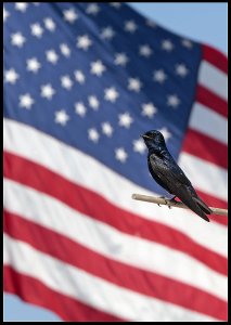 Purple Martin and the Stars and Stripes