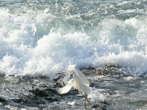 Pacific Reef Egret