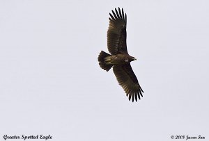Greatter Spotted Eagle