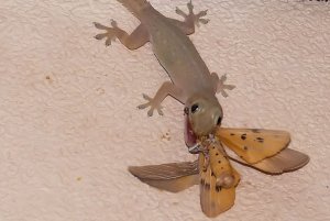 Japanese Gecko and Moth
