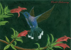 Violet Sabrewing