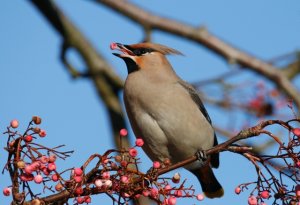 A Waxwing!