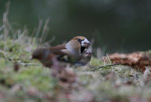 Another Hawfinch