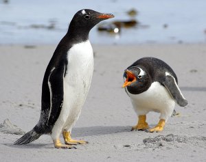 Gentoo penguins, or should that be Pingu?