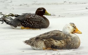 Falklands Flightless Steamer Ducks