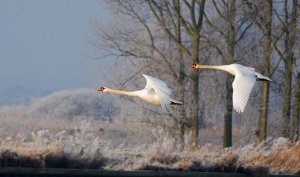 Mute Swan