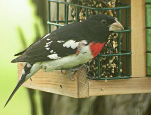 Rose-breasted Grosbeak