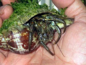 Ocean Hermit Crab