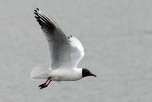 Flying Black-headed Gull