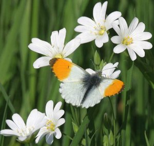 Orange Tip