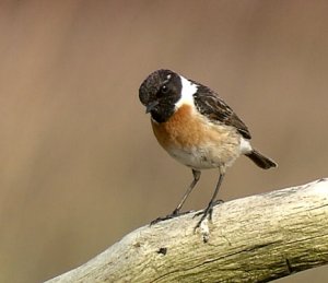 Common Stonechat