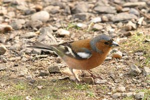 Chaffinch