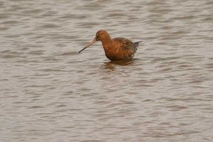 Black-tailed Godwit