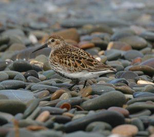 Dunlin