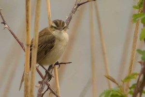 Sedge Warbler