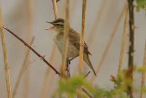 Sedge Warbler