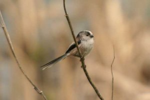 Long-tailed Tit