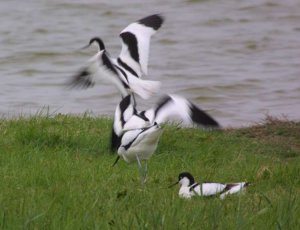 Fight at the old Avocet island