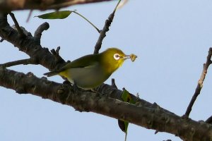 Japanese White Eye