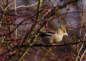 Hawfinch at  Cannock  Chase, Staffordshire, UK.