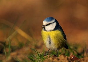 Early Morning Blue Tit