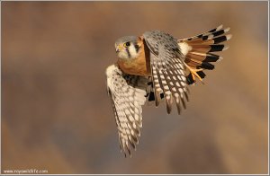 Kestrel in Flight