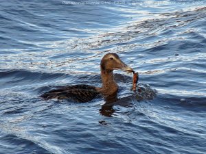 Eider with a crab