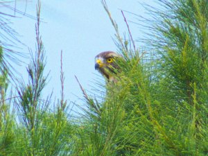 Buzzard Eagle