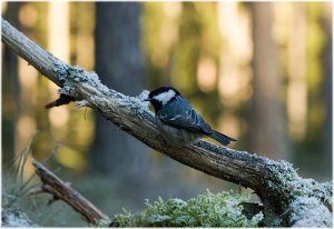 Coal Tit