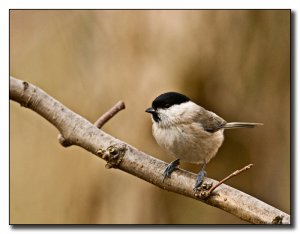 Willow Tit