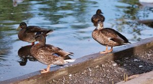 Female Mallards