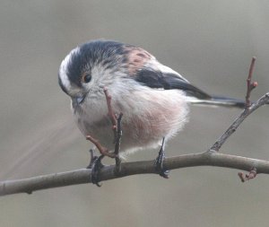 Ball of feathers