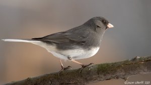 Dark-eyed Junco