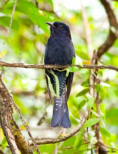 Drongo Cuckoo