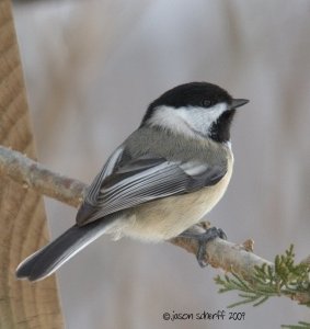 Black-capped Chickadee