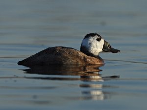 White-headed Duck