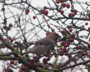 Cool Waxwing