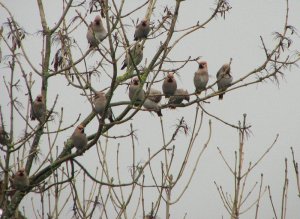 Waxwings