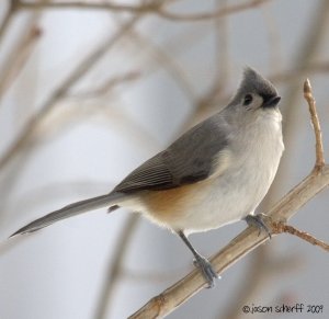 Tufted Titmouse