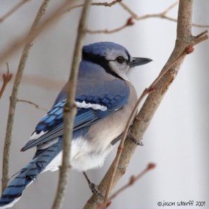 Bluejay