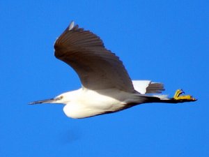 Little Egret