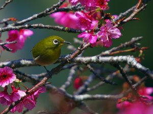 White Eye & Cherry Blossoms