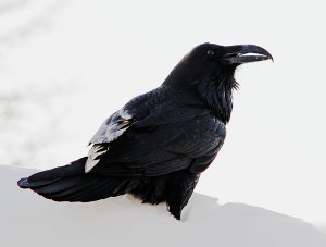 Common Raven