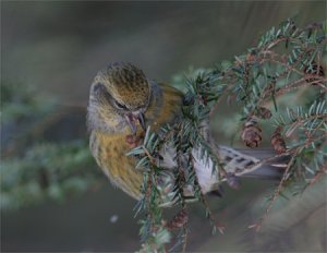 White-winged Crossbill