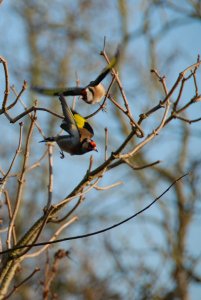 Goldfinches jockey for position