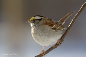 White-throated Sparrow