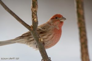 House Finch