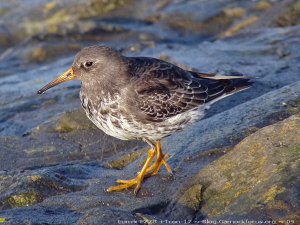 Purple Sandpiper