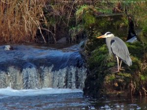 Grey Heron at Jeanies dam