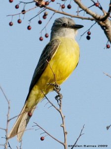 Couch's Kingbird